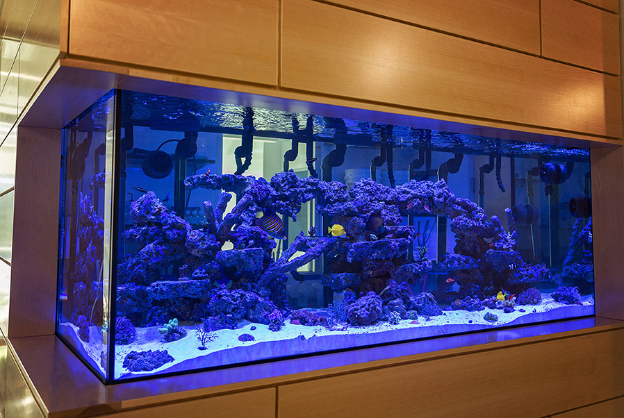Adirondack Hall is home to a new aquarium.