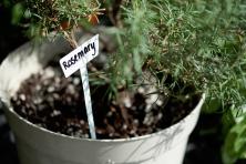 Rosemary plant growing in a pot